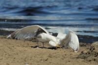 Larus argentatus