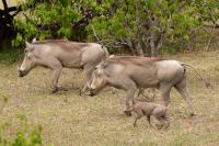 Common warthog