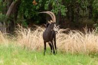 Sable antelope