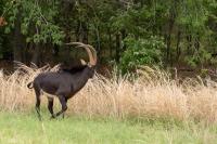 Sable antelope