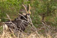 Sable antelope