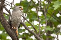 Kaupifalco monogrammicus