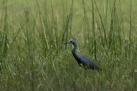 Egretta vinaceigula