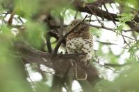 Glaucidium capense