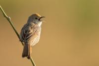 Cisticola chiniana