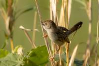 Cisticola chiniana