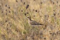 Charadrius asiaticus