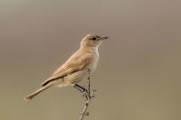 Melaenornis infuscatus