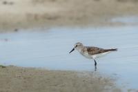 Calidris minuta