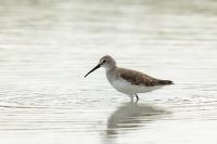 Calidris ferruginea