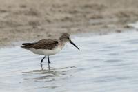 Calidris ferruginea