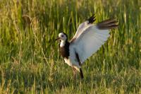 Vanellus crassirostris 