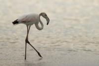 Phoenicopterus roseus