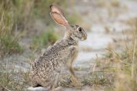 African savanna hare