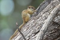 Smith's bush squirrel