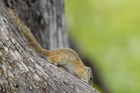 Smith's bush squirrel