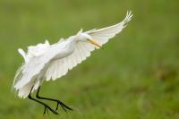 Ardea intermedia