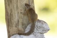 Smith's bush squirrel