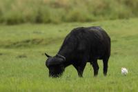 African buffalo