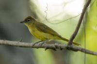 Chlorocichla flaviventris