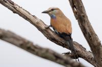 Coracias spatulatus