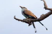 Coracias spatulatus