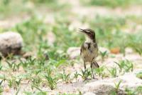 Motacilla capensis