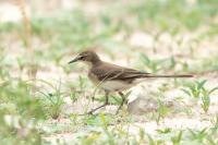 Motacilla capensis