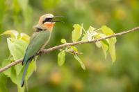 Merops bullockoides