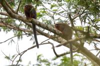 White-tailed titi monkey