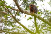 White-tailed titi monkey