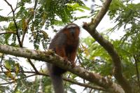 White-tailed titi monkey