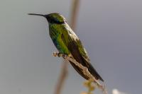 Colibri coruscans