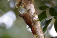 ECUADOR-FAUNA