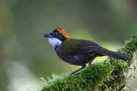 ECUADOR-FAUNA