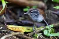 ECUADOR-FAUNA