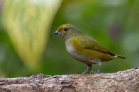 ECUADOR-FAUNA