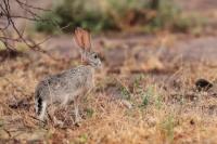 Cape hare