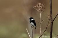 Saxicola torquatus