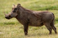 Desert Warthog