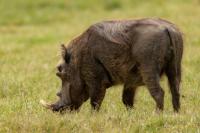 Desert Warthog