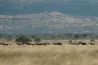 East African oryx