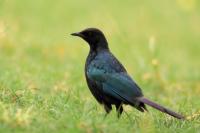 Lamprotornis purpuroptera