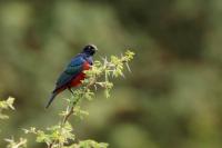 Lamprotornis shelleyi