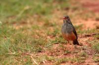 Turdus tephronotus