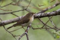 Phylloscopus collybita