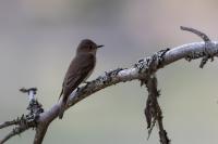 Muscicapa striata