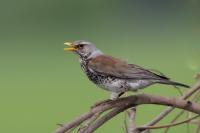 Turdus pilaris