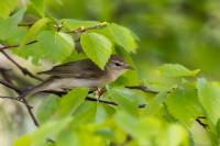 Phylloscopus collybita