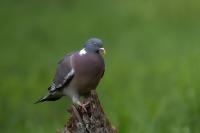 Columba palumbus